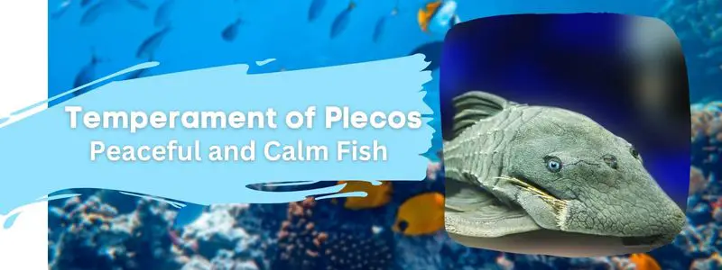 Plecos And Cory Catfish
