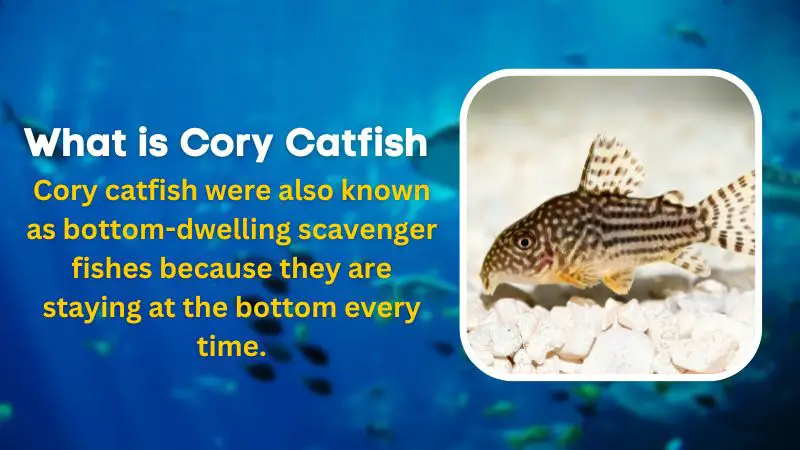 Plecos And Cory Catfish