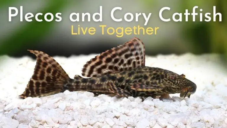 Plecos And Cory Catfish Live Together: Tank mates, Temperament, Diet