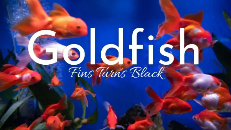 Why Are Goldfish Fins Turning Black: 5 Reasons & Fix