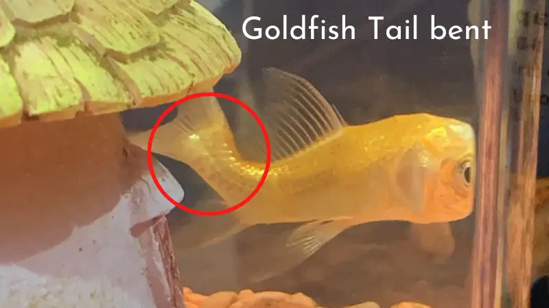 goldfish tail bent