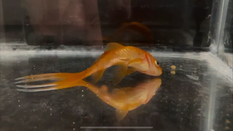 goldfish tail bent