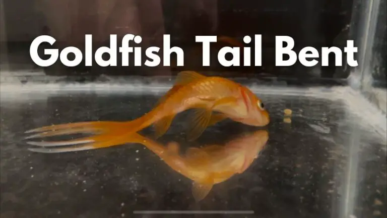 Why is my goldfish tail bent (Nitrate poison)