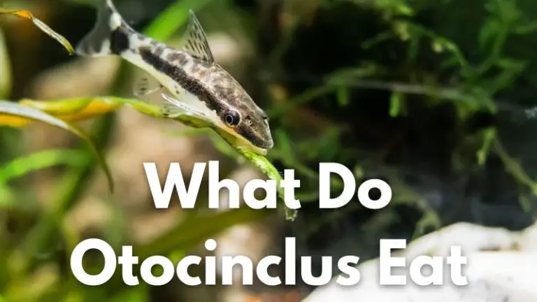 What Do Otocinclus Eat: List of Feeds