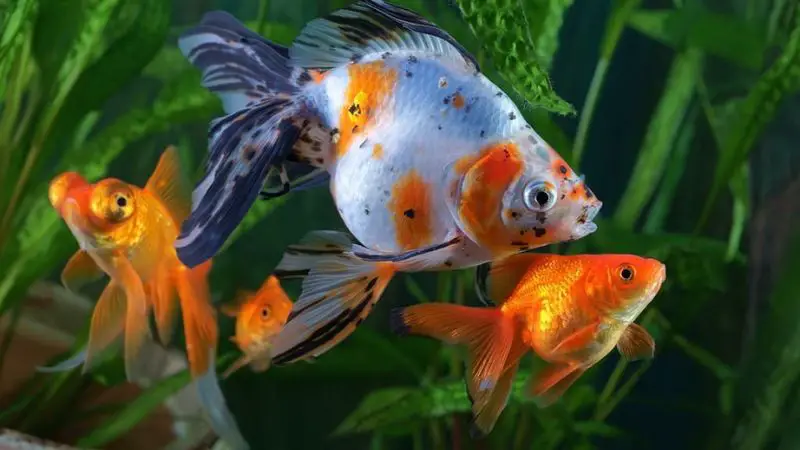 Goldfish Fins Turning Black