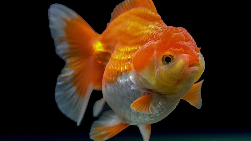 Goldfish Fins Turning Black