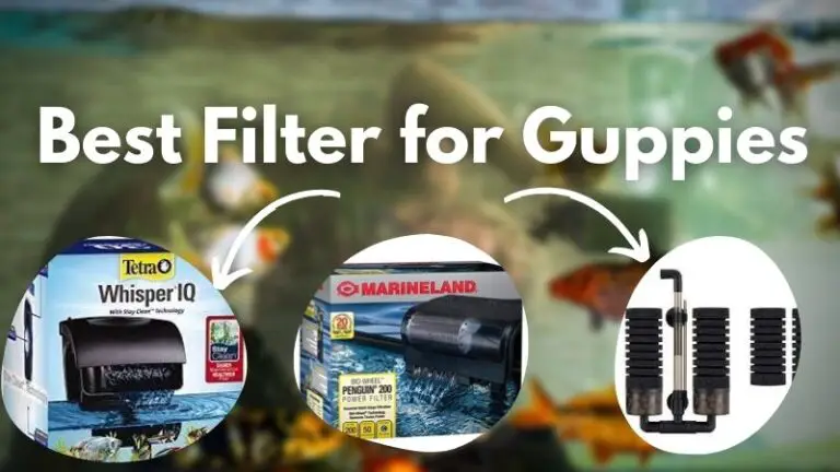 Best Filter For Guppies In 2023: Reviews, Features