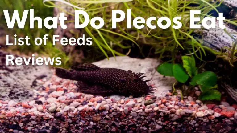 What Do Plecos Eat: List of Feeds, Reviews