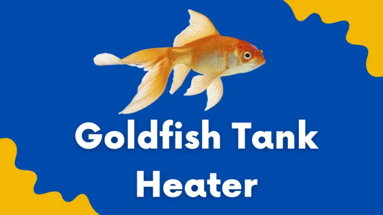 Do Goldfish Need a Heater: Everything About Aquarium Heater