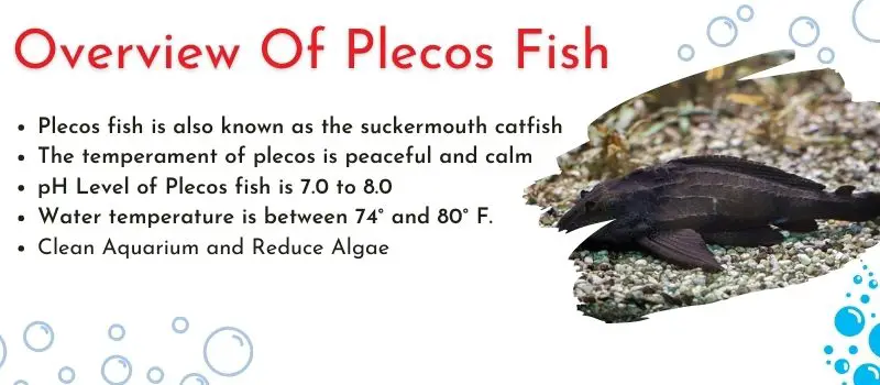 Plecos Eat