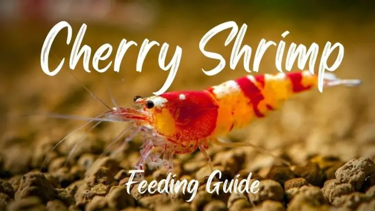 10 Best Food For Cherry Shrimp: Experts Never Tell You