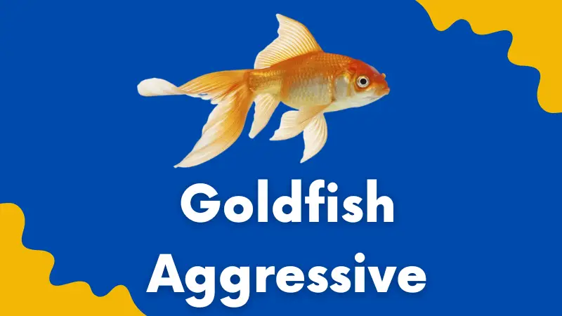 Goldfish aggressive