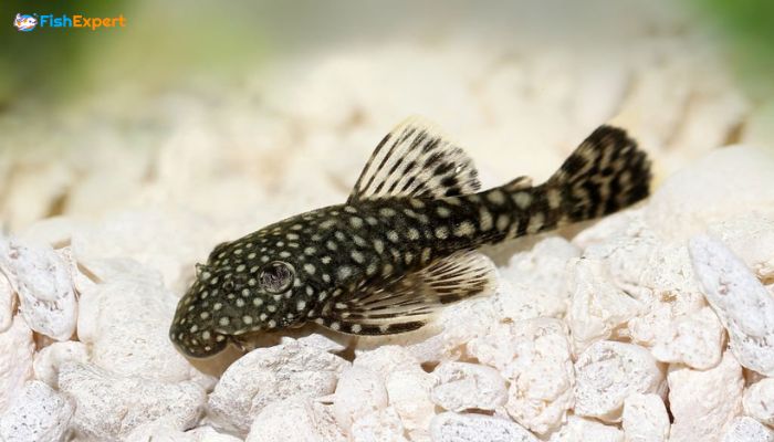 Plecos