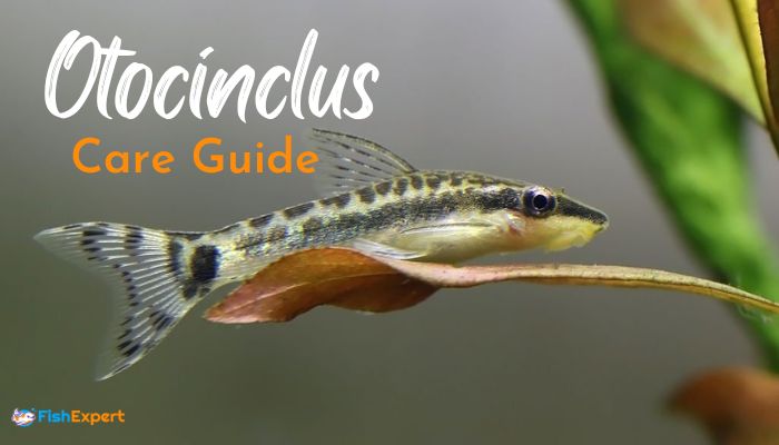 Otocinclus Care Guide: Everything about Otocinclus Fish