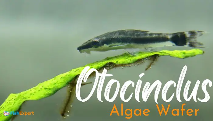 5 Best Algae Wafer For Otocinclus in 2023: Reviews, Comparison