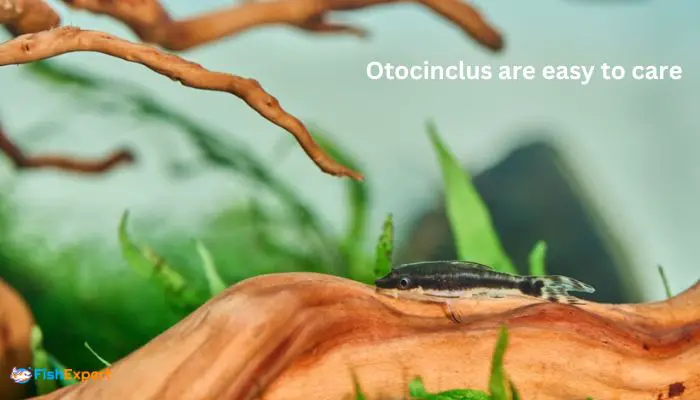 Otocinclus