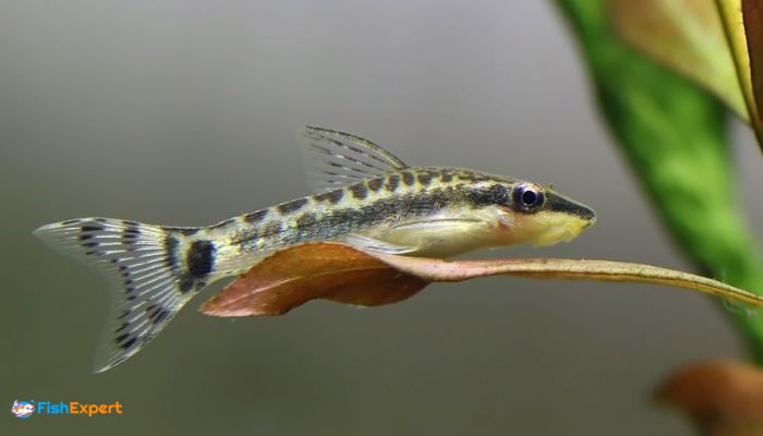 Otocinclus