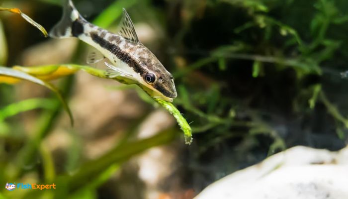 Otocinclus