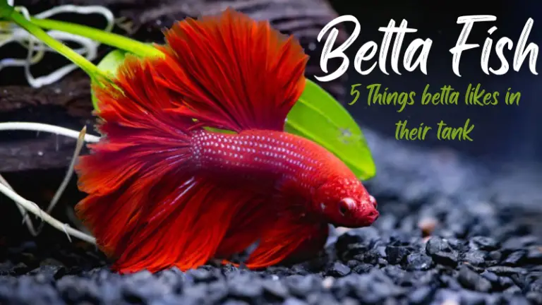 5 Best Things Betta Like in their Tank: Want To Know?