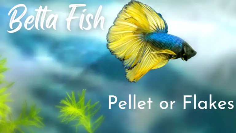 Pellets or Flakes: Which One is Better For Betta
