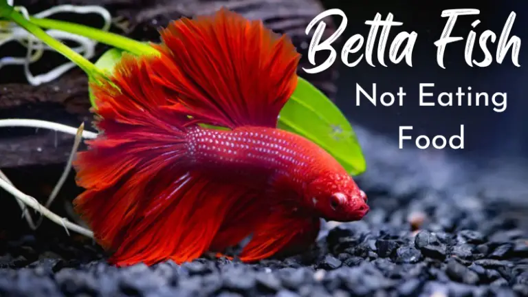 5 Reasons Betta Fish Not Eating Food: Expert’s Advice