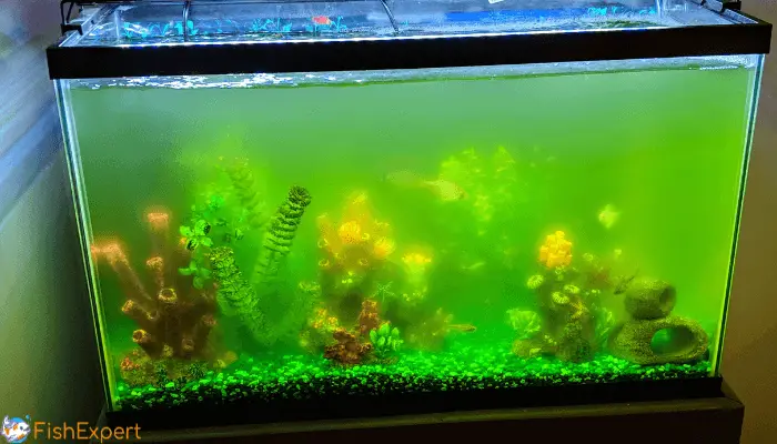 Goldfish Tank Cloudy