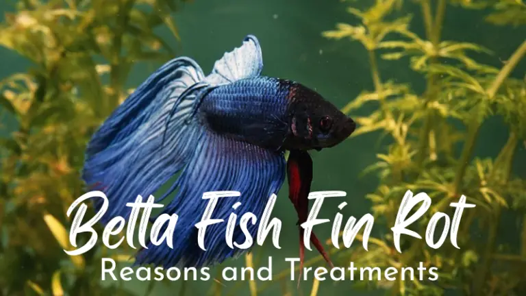 Betta Fish Fin Rot: Reasons & Treatments
