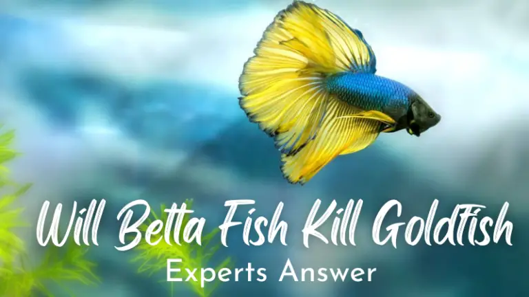 Will a Betta Fish Kill a Goldfish? Expert’s Answer