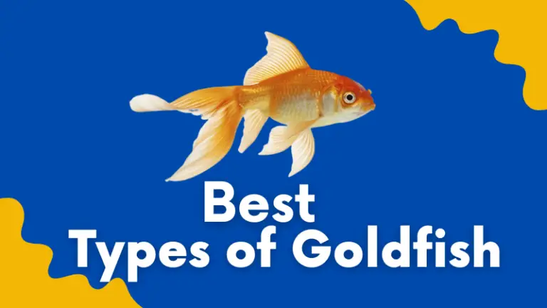 17 Best Types of Goldfish Varieties For Aquariums: Normal & Fancy [Pictures]