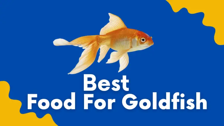 8 Best Food For Goldfish In 2023: An-In Depth Review