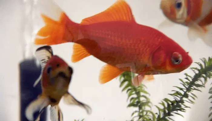 Types of Goldfish