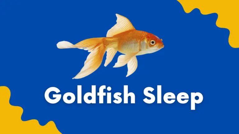 Do Goldfish Sleep: 7 Reasons For Fish Sleep