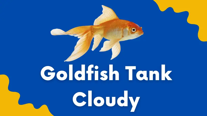 Goldfish tank cloudy
