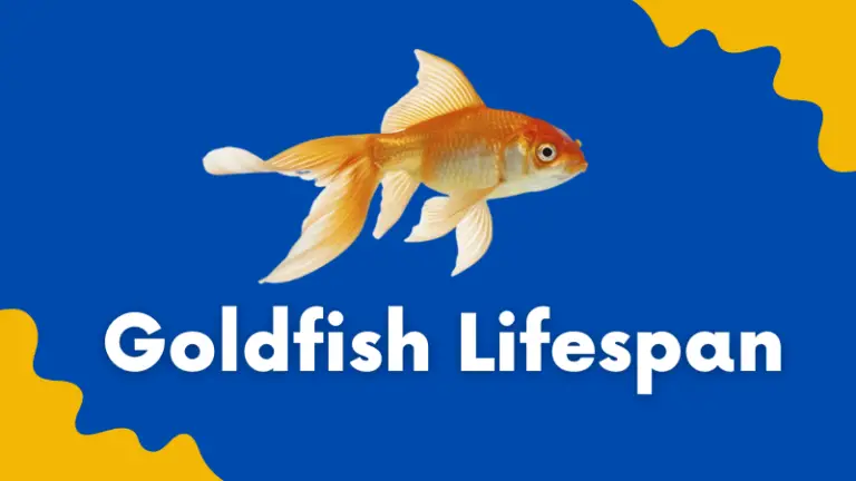 How Long Do Goldfish Live:11 Ways To Increase Goldfish Lifespan