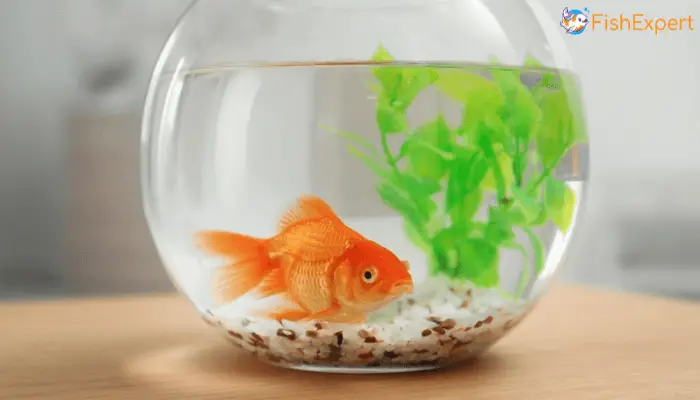 Goldfish Sleep: