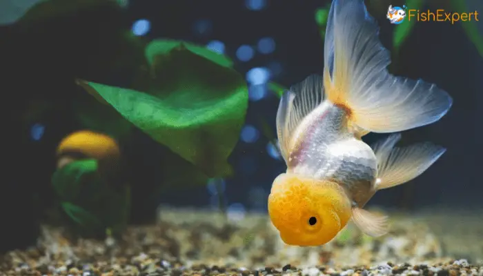 Goldfish Sleep: