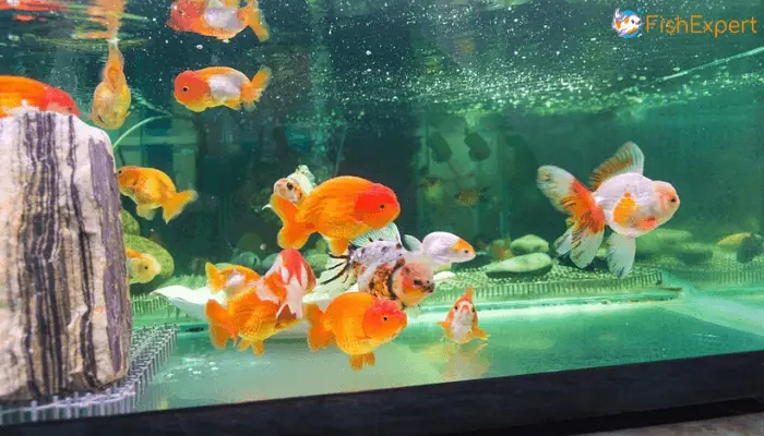 Goldfish Lifespan