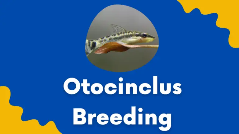 Otocinclus Breeding: An In-depth Guide For Successful Breeding