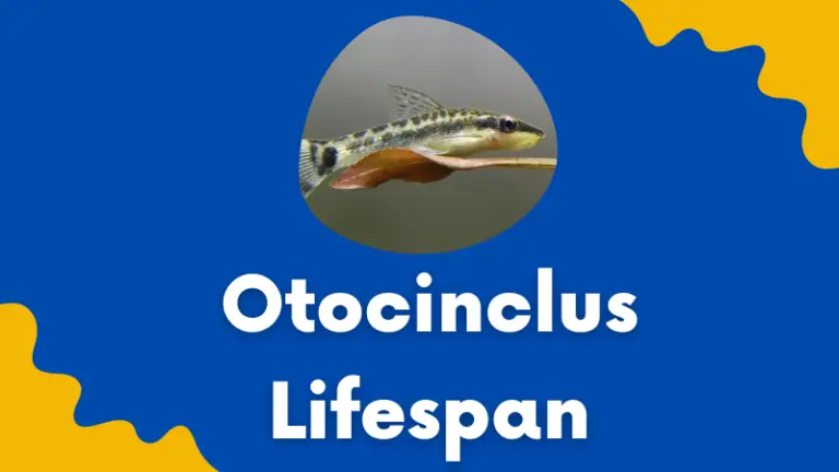 Otocinclus Lifespan: How Long Can Otocinclus Live 