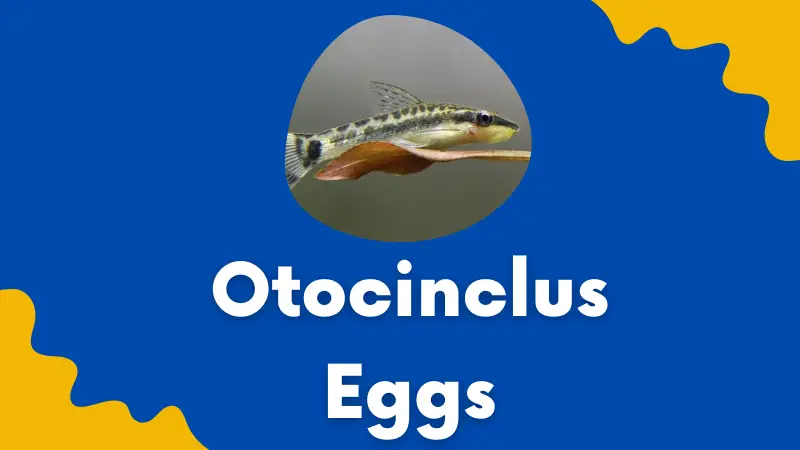 otocinclus eggs