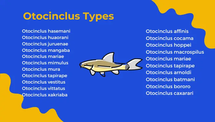 Types of Otocinclus 