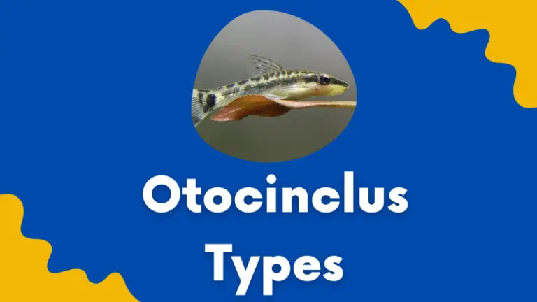 Otocinclus Types: Different Types of Otocinclus 