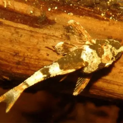 Bumblebee Otocinclus