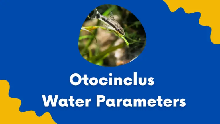 Otocinclus Water Parameters: A Complete Guide For Tank