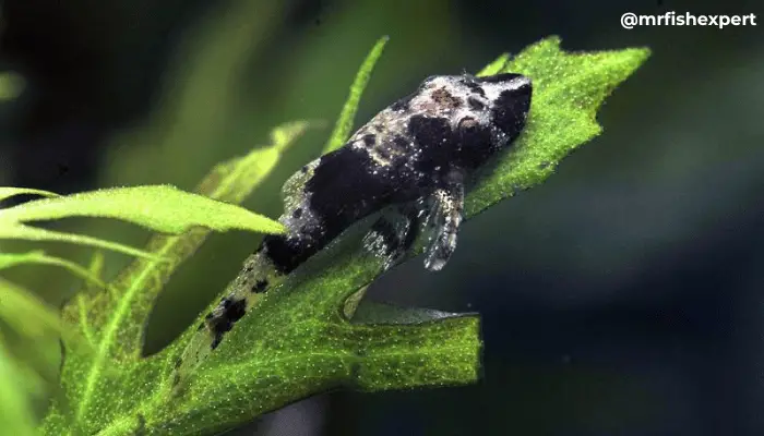 Bumblebee Otocinclus