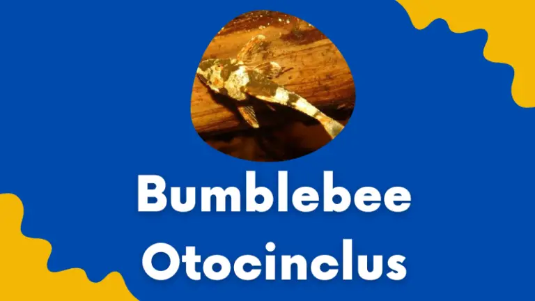 Bumblebee Otocinclus: Everything About Rhinotocinclus isabelae